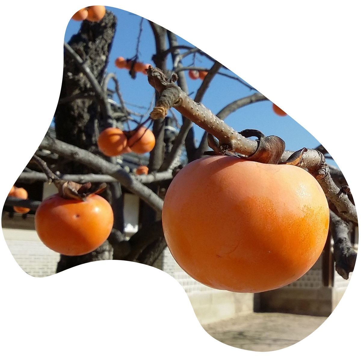 Asian Persimmon – Community Foodscapes