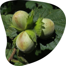 Load image into Gallery viewer, American Hazelnut