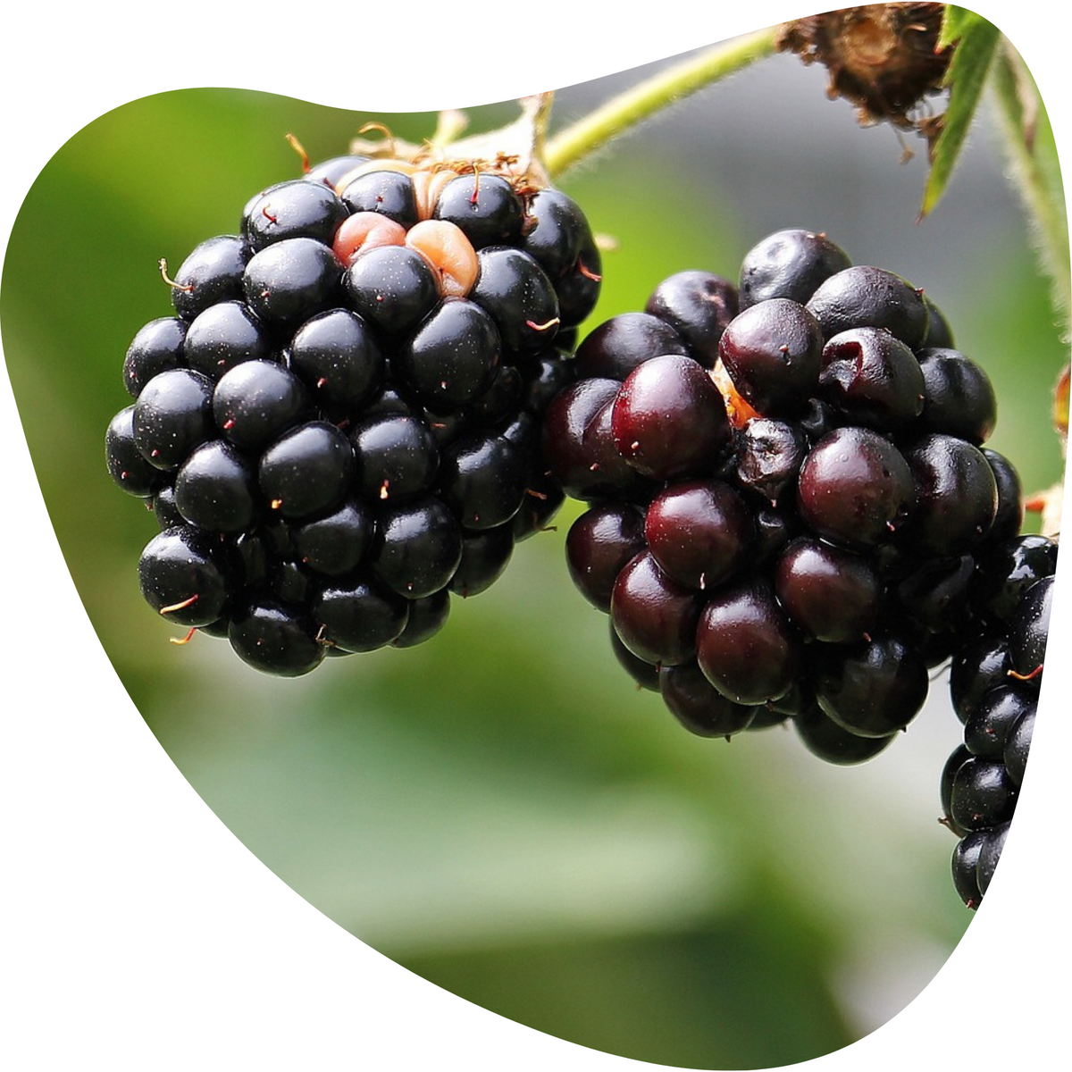 Blackberry – Community Foodscapes