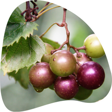 Load image into Gallery viewer, Muscadine