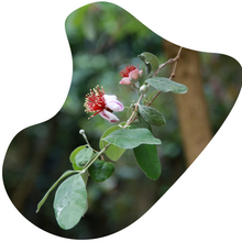 Load image into Gallery viewer, Pineapple Guava