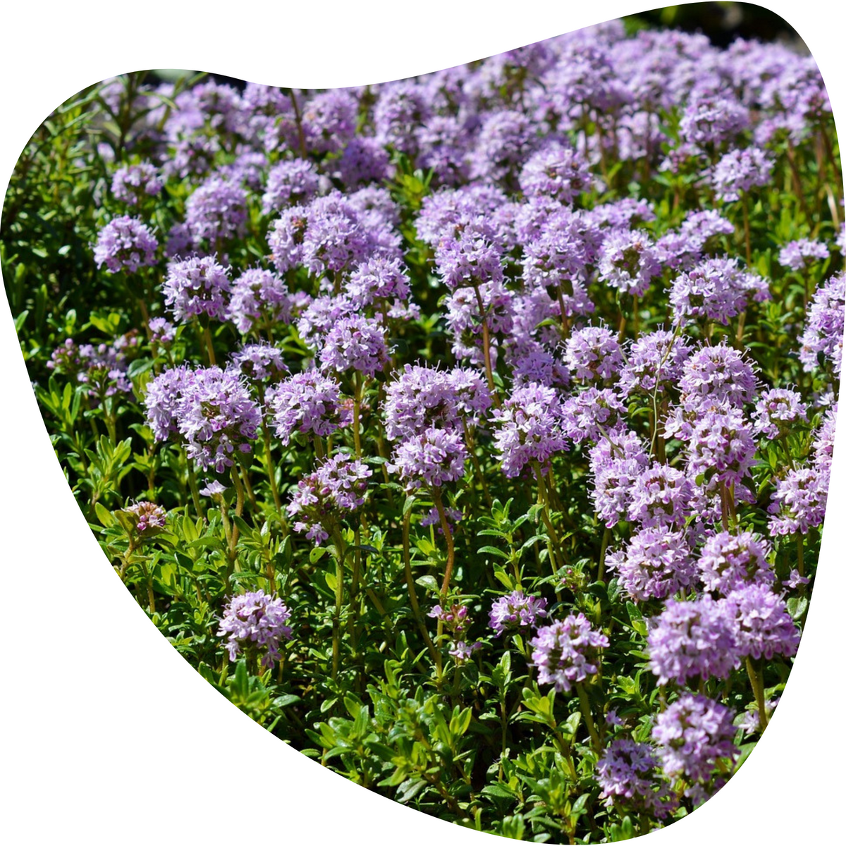 6_64877d50-169b-4c58-ad8c-