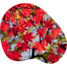 Load image into Gallery viewer, Red Maple