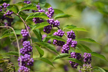 Load image into Gallery viewer, Beautyberry