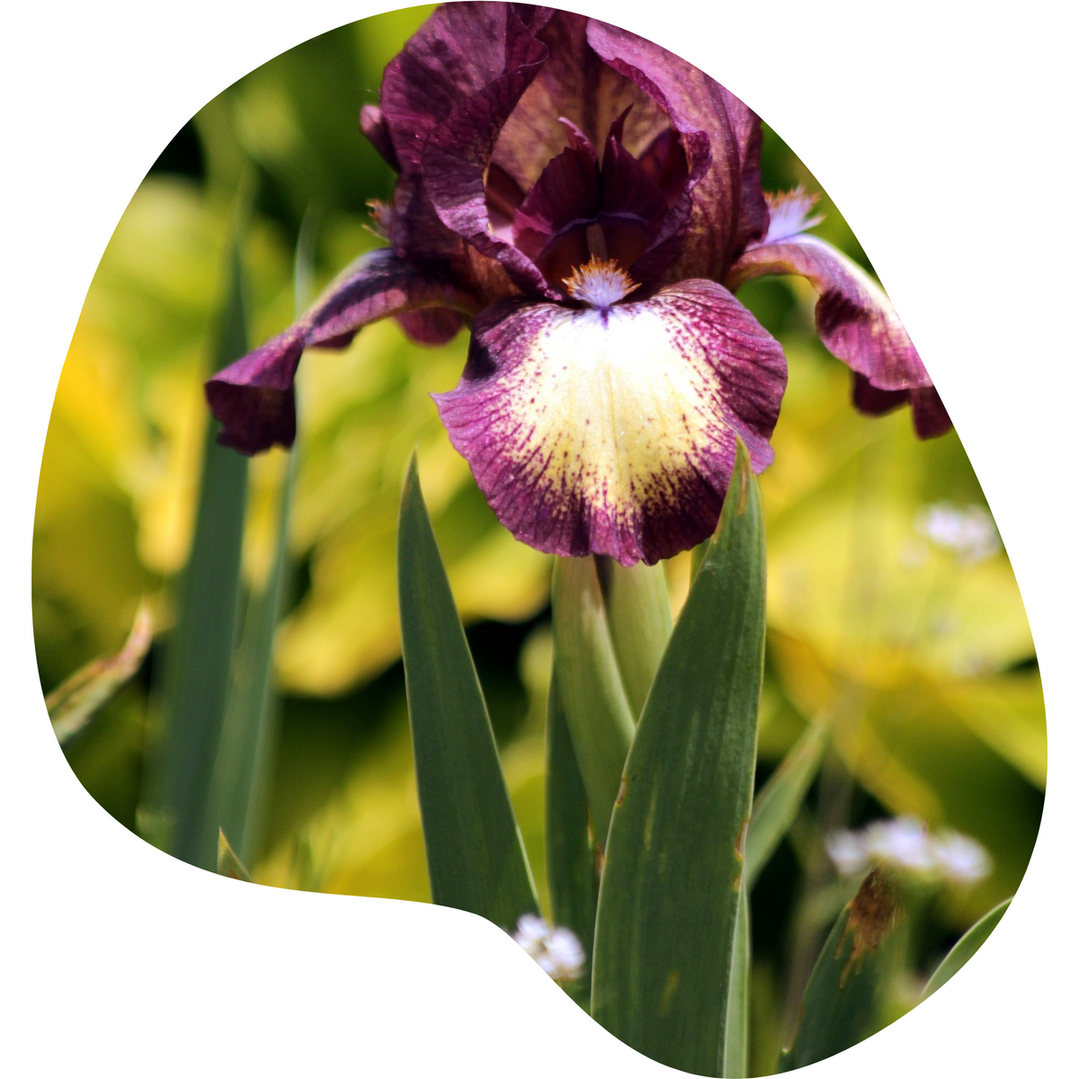 Bearded Iris – Community Foodscapes
