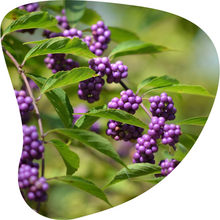 Load image into Gallery viewer, Beautyberry