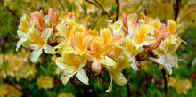 Load image into Gallery viewer, Azalea (Native Or Native Hybrids)
