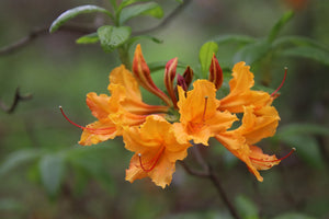 Azalea (Native Or Native Hybrids)
