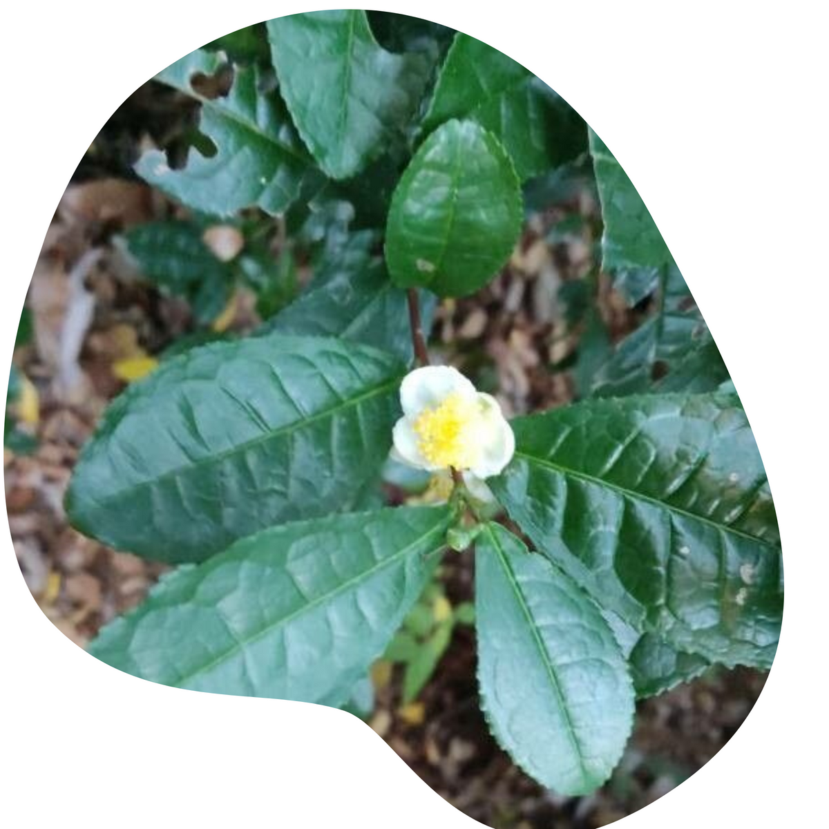 botanical name of tea plant Tea Camellia – Community Foodscapes