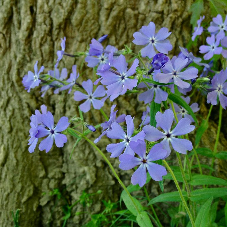 Woodland Phlox – Community Foodscapes