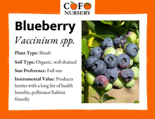 Load image into Gallery viewer, Blueberry