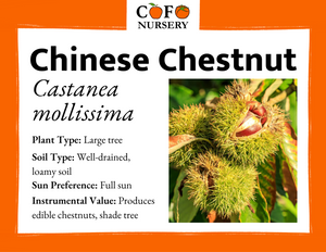 Chestnut (Chinese)