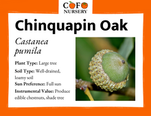 Load image into Gallery viewer, Chinquapin Oak