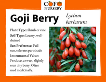 Load image into Gallery viewer, Goji Berry