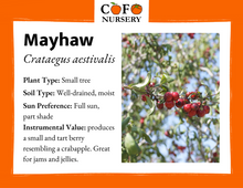Load image into Gallery viewer, Mayhaw (Eastern)