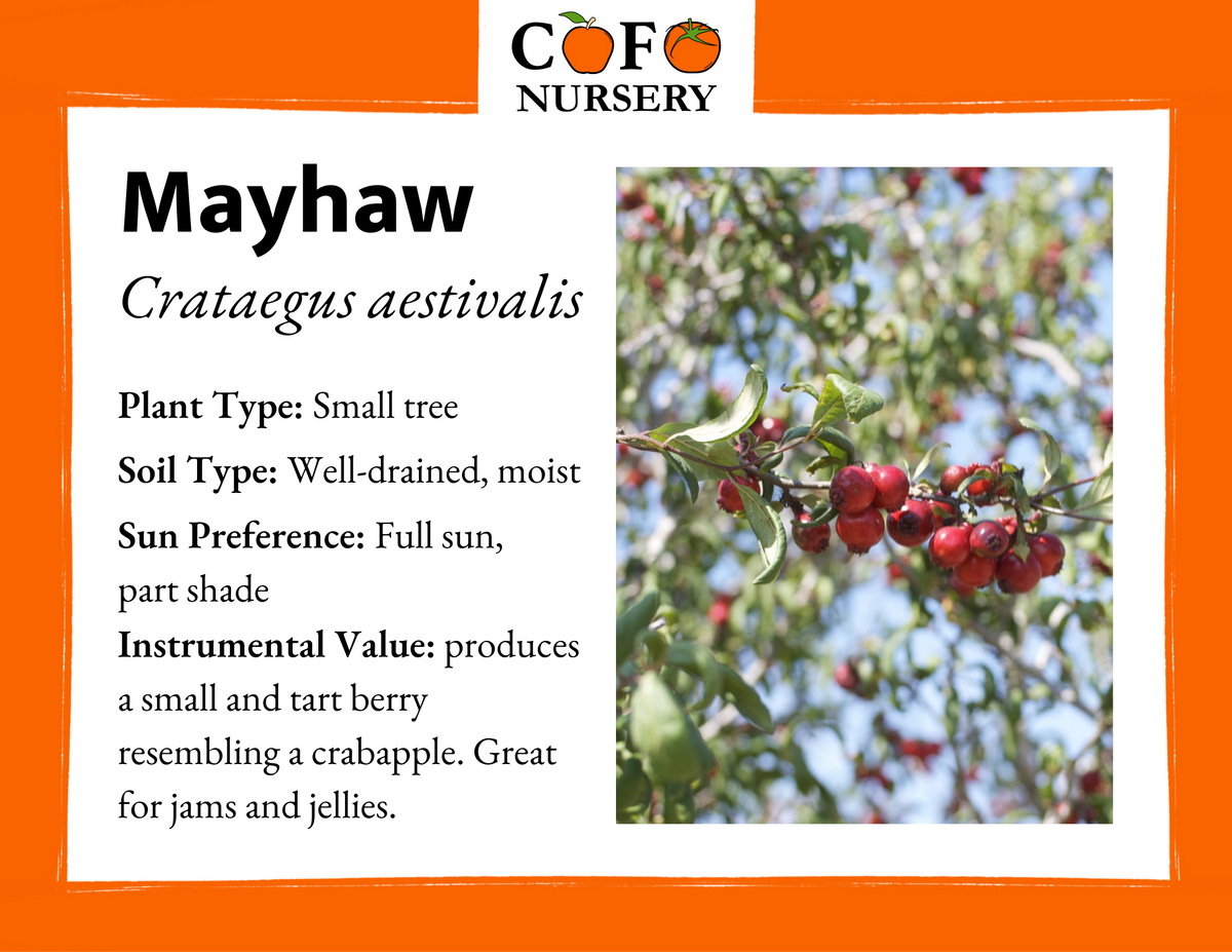 Mayhaw online