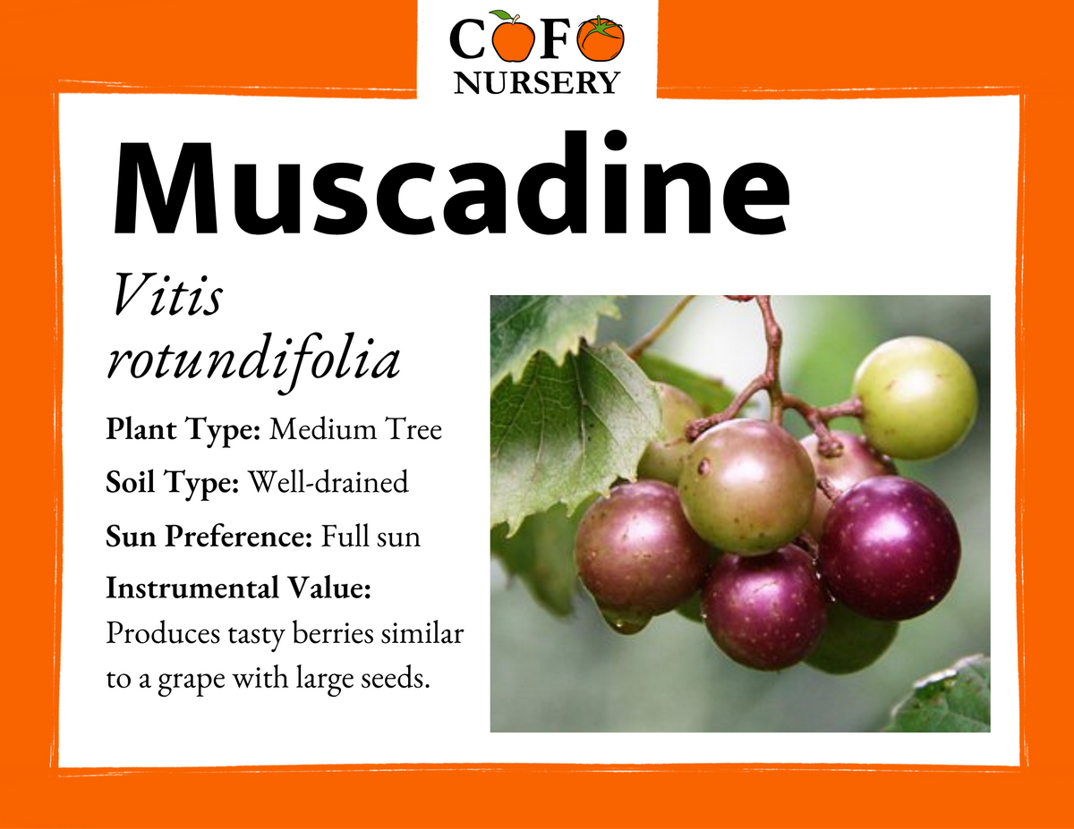 Muscadine – Community Foodscapes