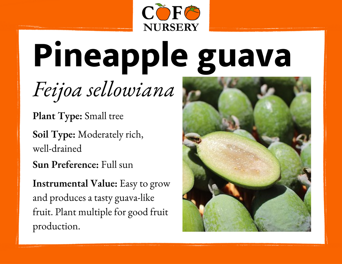 different types of pineapple guava plants Pineapple Guava