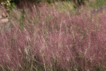 Load image into Gallery viewer, Muhly Grass
