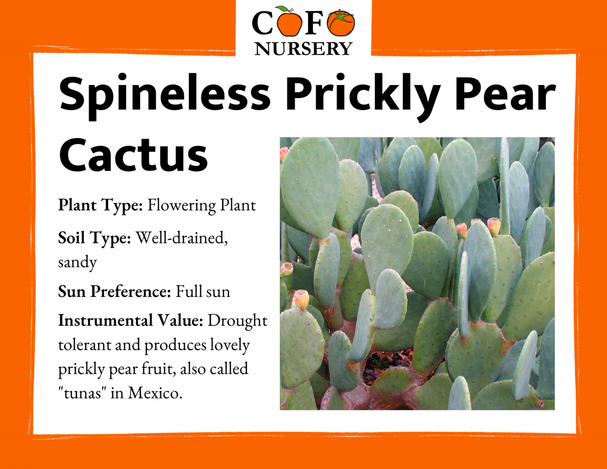 Prickly Pear Cactus (Spineless)