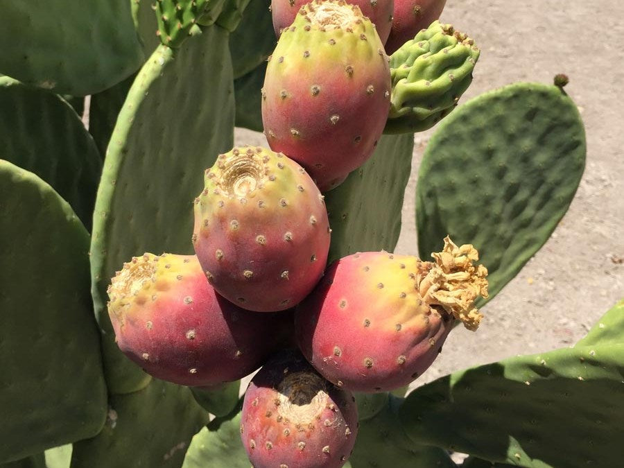prickly pear cactus fruit near me Prickly Pear Cactus (Spineless)