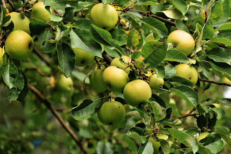 Pruning Tips for the Fruit-Bearers 🍏