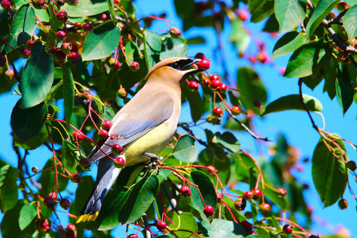 Winterizing your Landscape for Wildlife 🐦