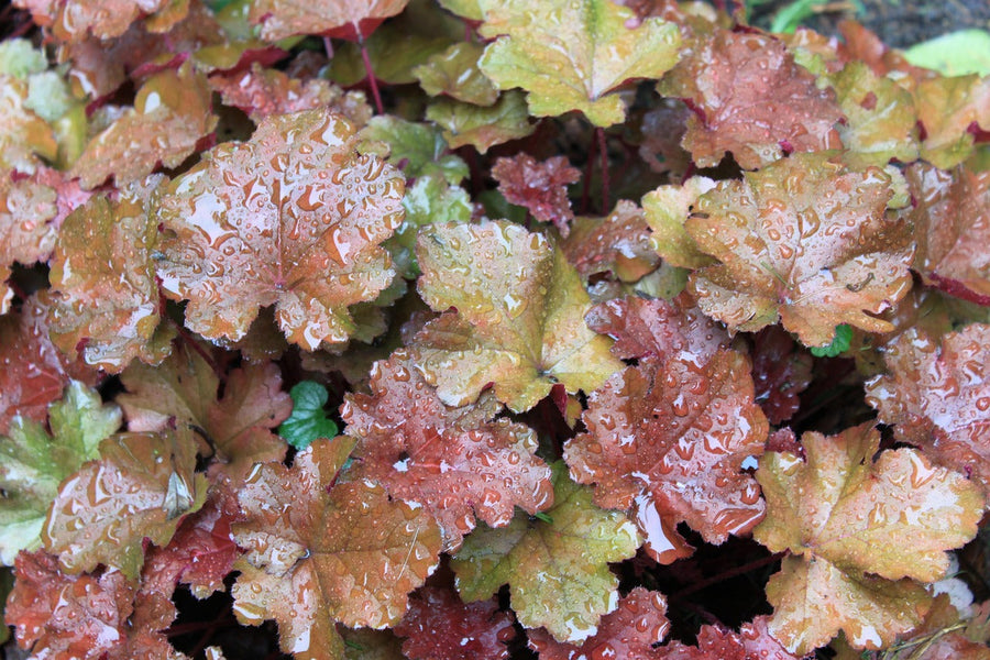 Got Shade? Our Top Shade-Tolerant Native Plants
