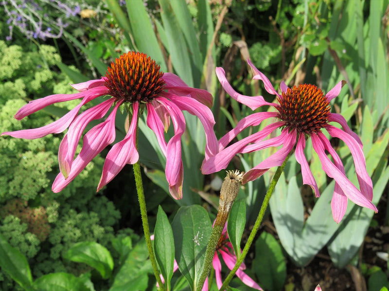 Preparing Your Garden for the Heat 🥵