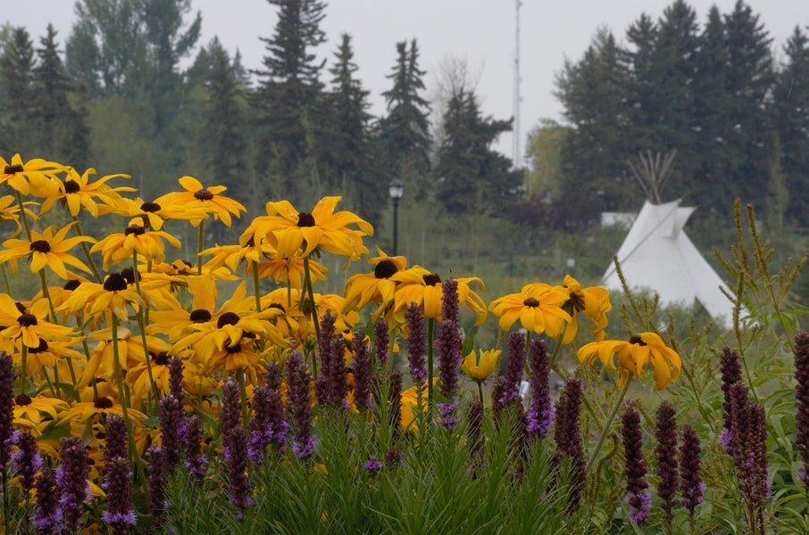 Native Plants vs. Neighborhood Standards 🏘️