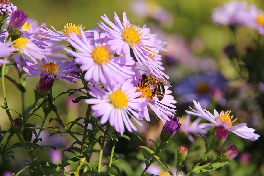 Native vs. Non-native Plants in the Landscape 🌿