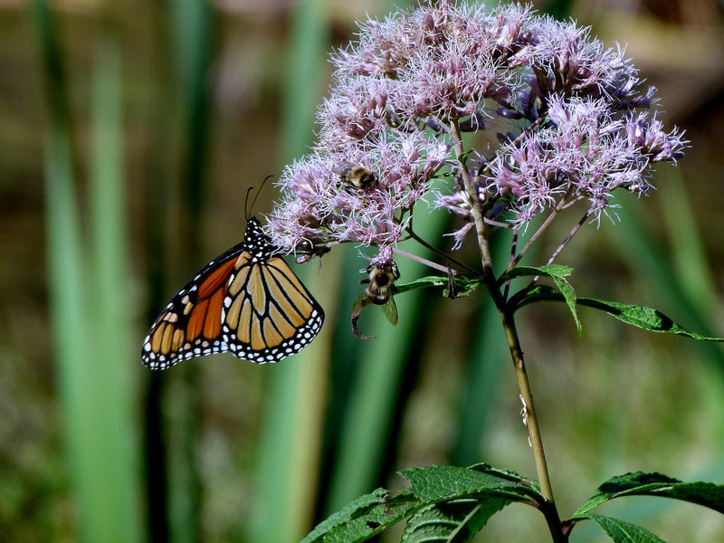 Unpacking “Pollinator-Friendly” 🐝