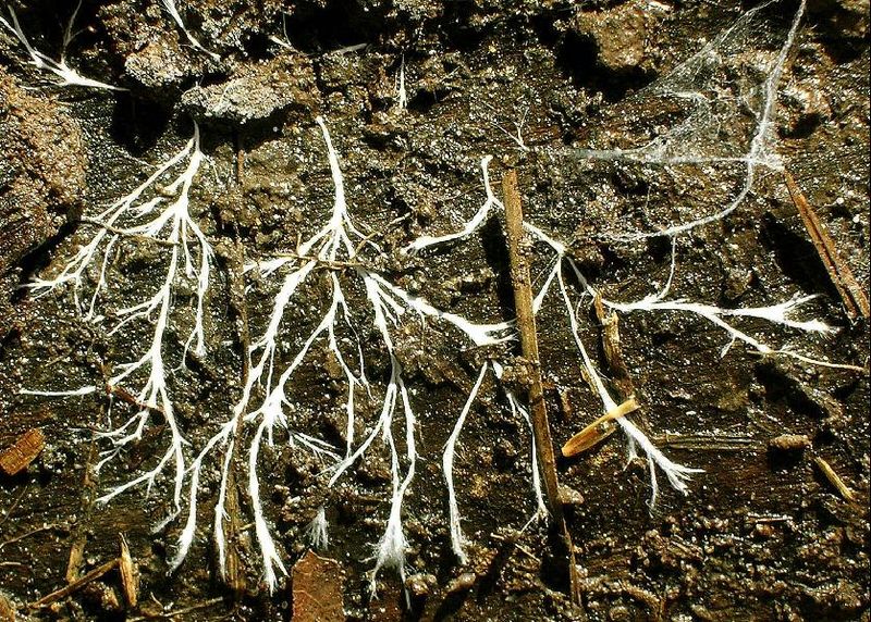 Waking the Soil Gently 💤 How To Prep Your Soil For Spring