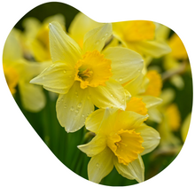 Load image into Gallery viewer, Wild Daffodil