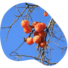 Load image into Gallery viewer, Common Persimmon