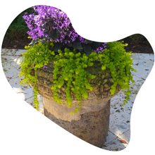 Load image into Gallery viewer, Creeping Jenny