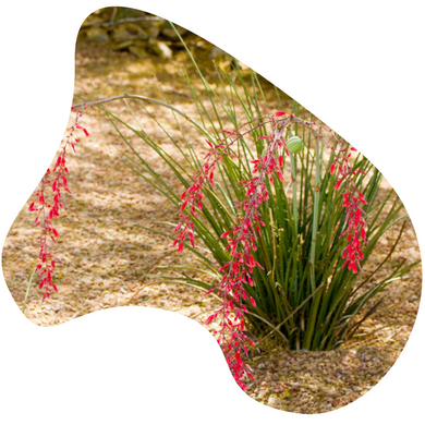 Red Yucca