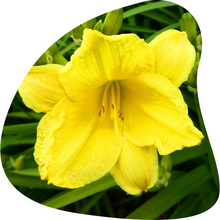 Load image into Gallery viewer, Daylily (Yellow)