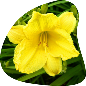 Daylily (Yellow)