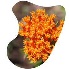 Load image into Gallery viewer, Red Butterfly Milkweed