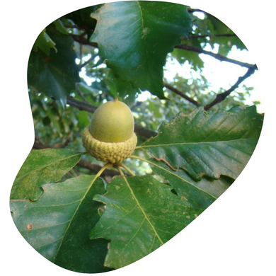 Oak (Swamp Chestnut)