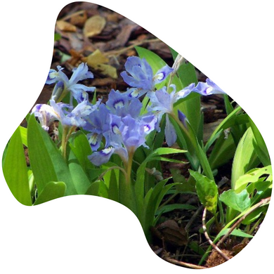 Dwarf Wild Iris