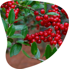 Load image into Gallery viewer, Yaupon Holly