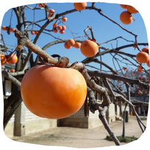 Load image into Gallery viewer, Asian Persimmon
