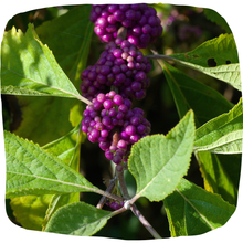 Load image into Gallery viewer, Beautyberry