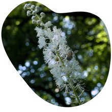 Load image into Gallery viewer, Black Cohosh