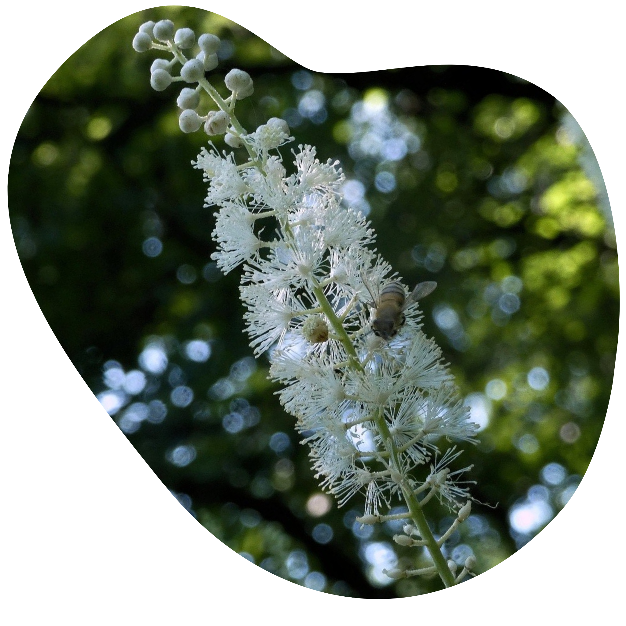 Coosh Classification Black Cohosh Plant Leaves