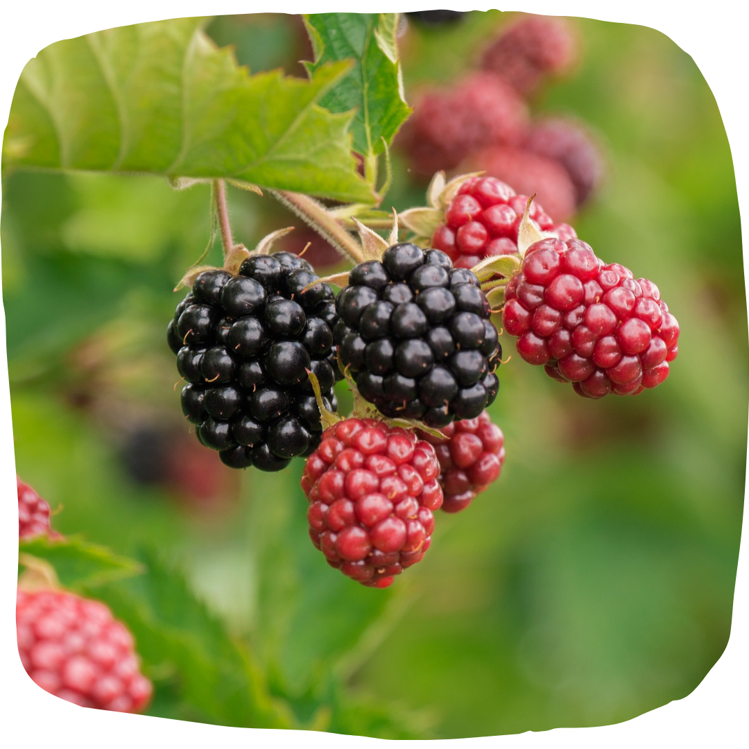 Blackberry – Community Foodscapes