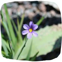Load image into Gallery viewer, Blue Eyed Grass