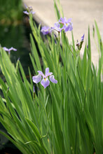 Load image into Gallery viewer, Blue Flag Iris